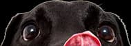 Milner Feed and Pet Supply Footer Dog